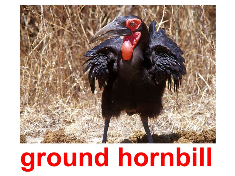 ground hornbill